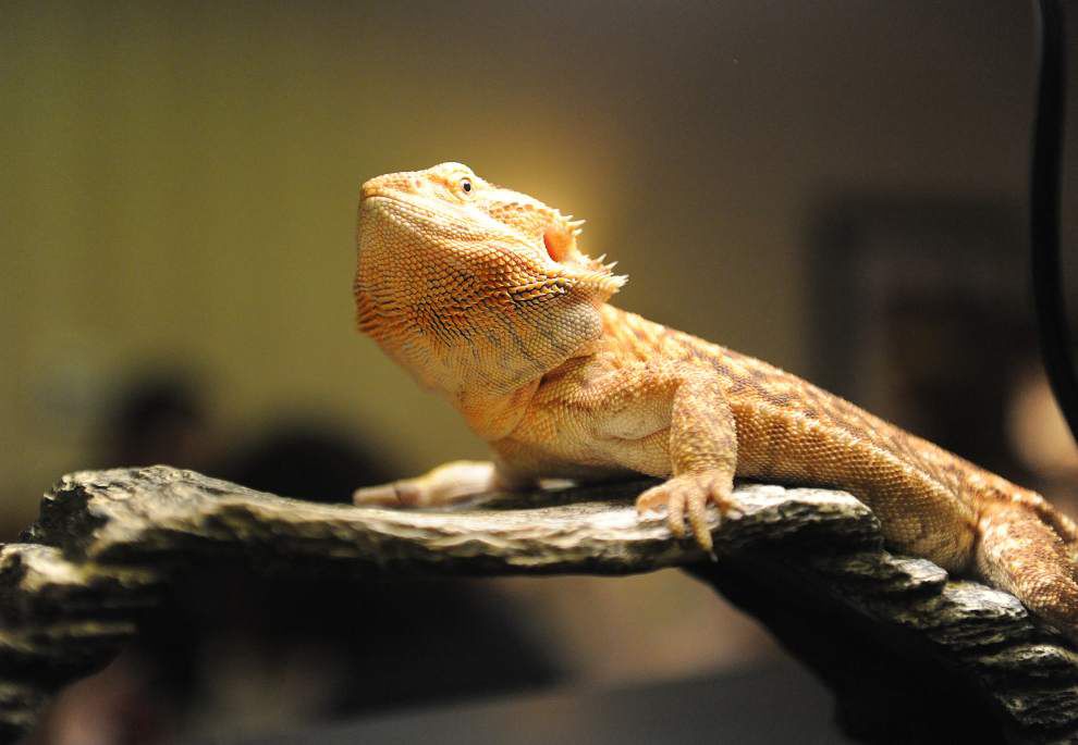 Photos: Snakes, turtles, lizards take center stage at ReptiDay in Lafayette _lowres