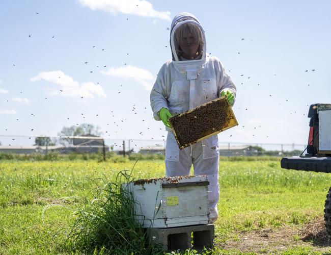 In Baton Rouge, scientists cross pollinate at Honey Bee Lab ...