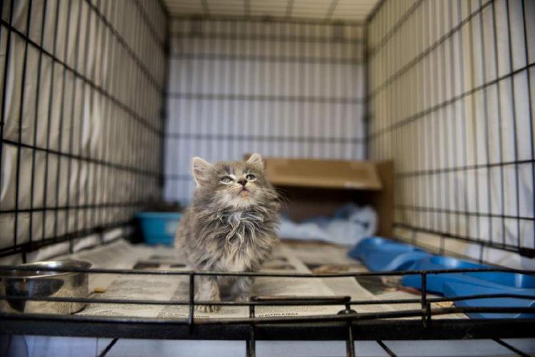 After a rocky few years, Baton Rouge’s animal shelter is on the road to
