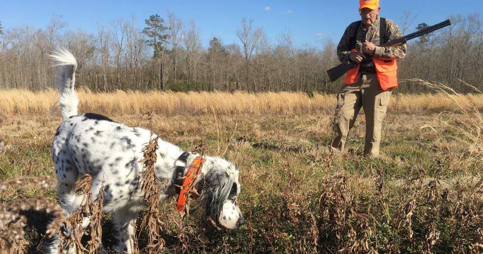 Quail chapter reemerging, red snapper seasons to open