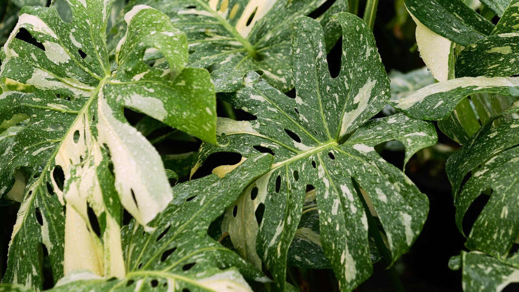 monstera deliciosa variegata thai constellation Monstera Deliciosa 'Thai Constellation' 4'' – Watson's Greenhouse
