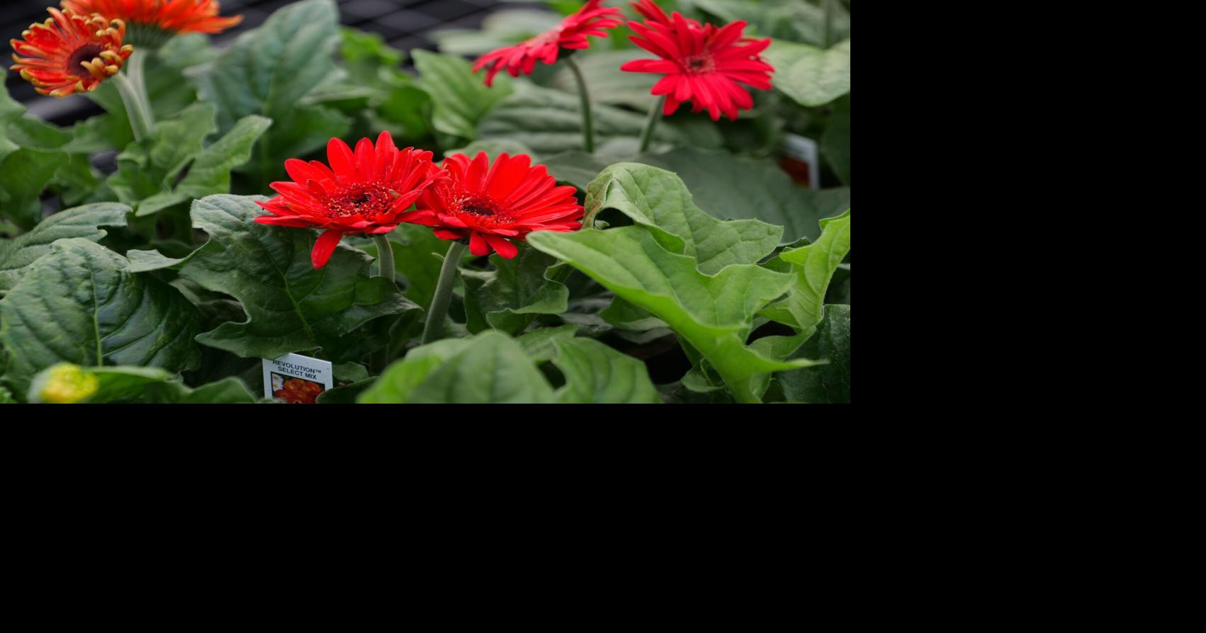 Once found only at the florist, gerbera daisies can now be enjoyed in Louisiana gardens
