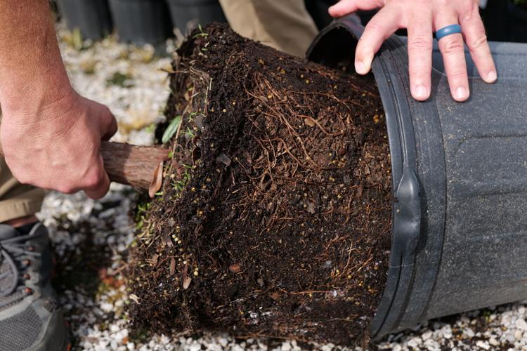 Here’s how to decide on a tree that's right for you. | Home/Garden ...