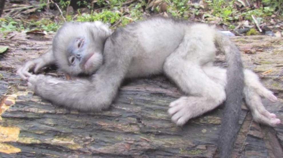 Myanmar monkey species on brink of extinction _lowres
