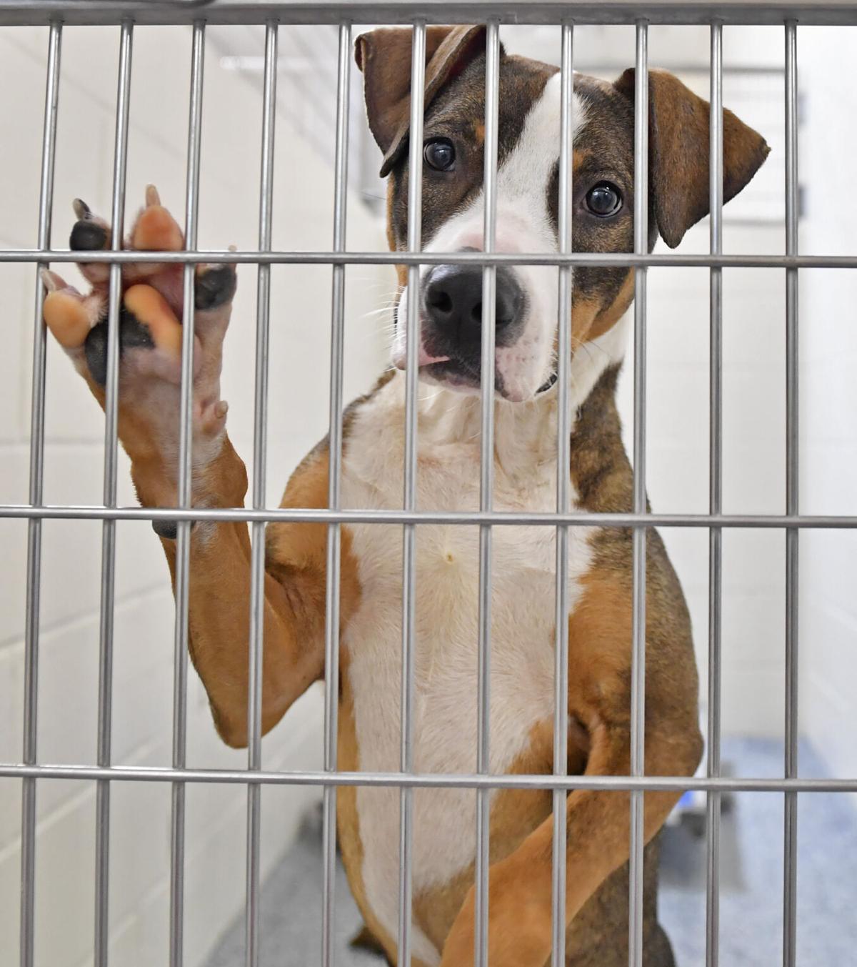 Free Adoptions Offered As Dogs Cats Overcrowd Baton Rouge Animal Shelter We Can T Keep Up News Theadvocate Com