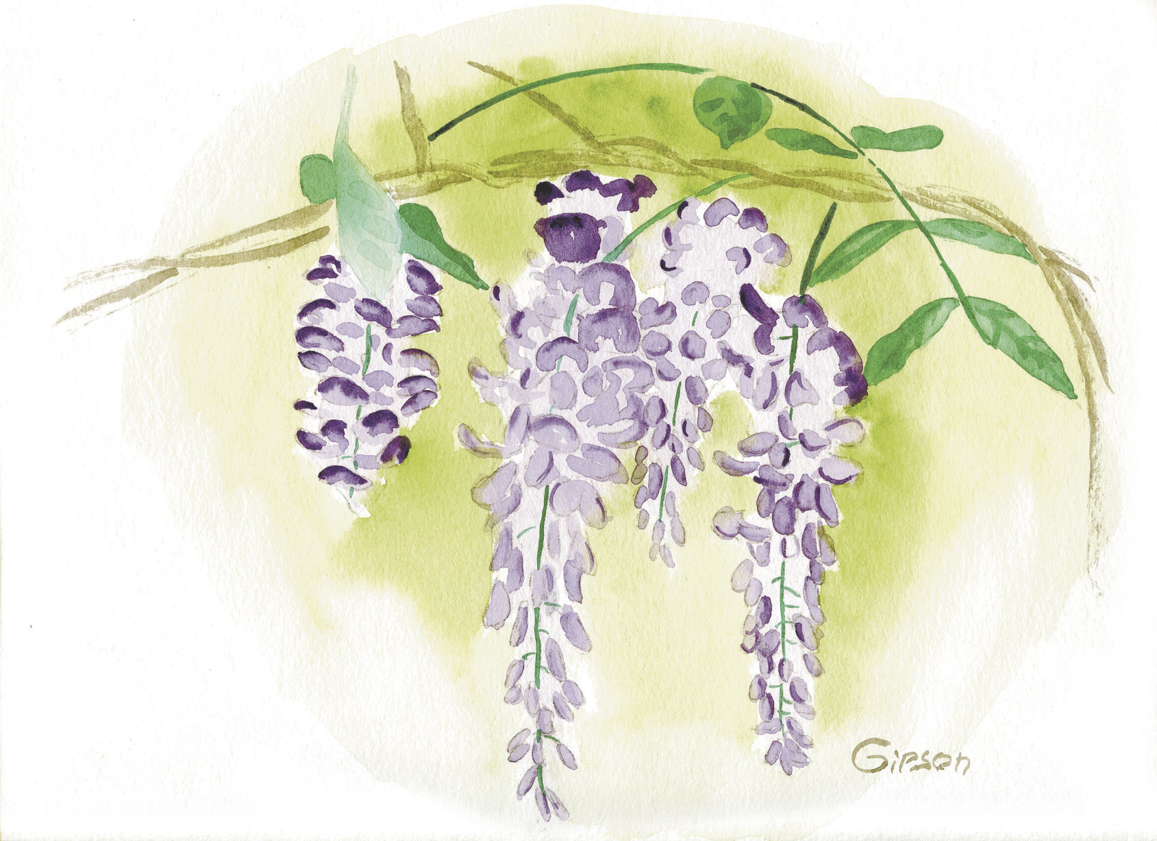 wisteria store coming back