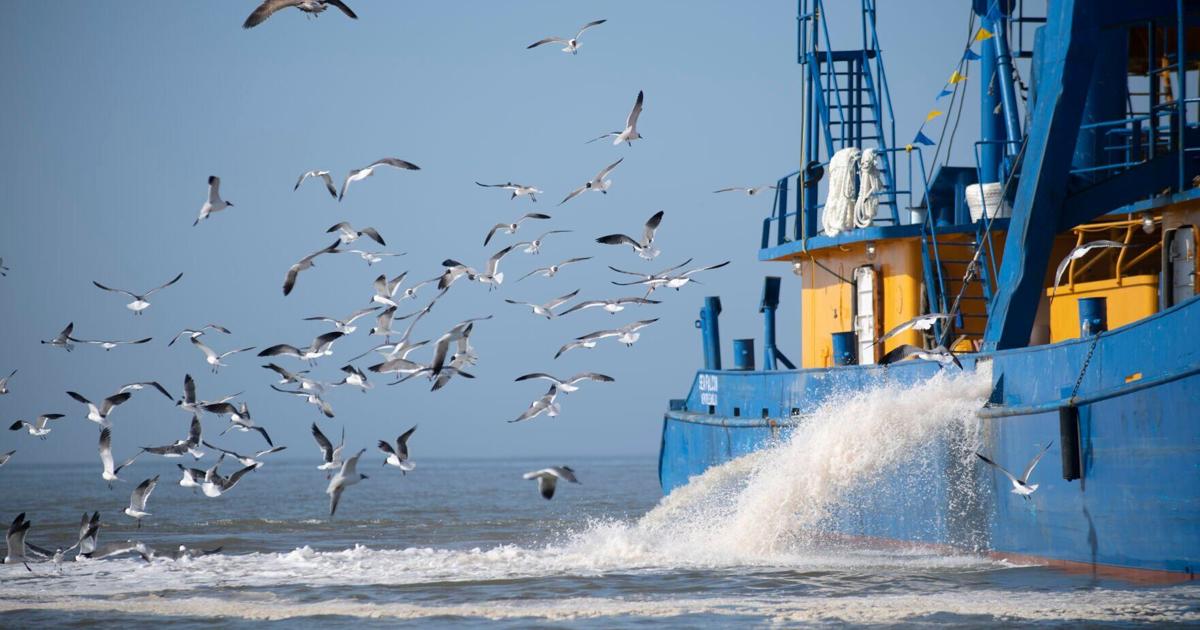 Number of redfish killed by Louisiana's menhaden industry estimated in new study