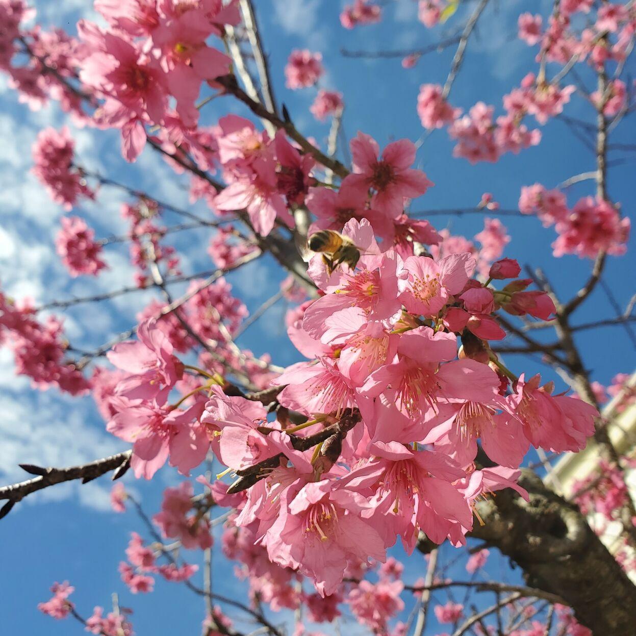 Lsu Garden News Cherry Trees Are Showstoppers In The Landscape Home Garden Theadvocate Com Lsu Garden News Cherry Trees Are Showstoppers In The Landscape Home Garden Theadvocate Com