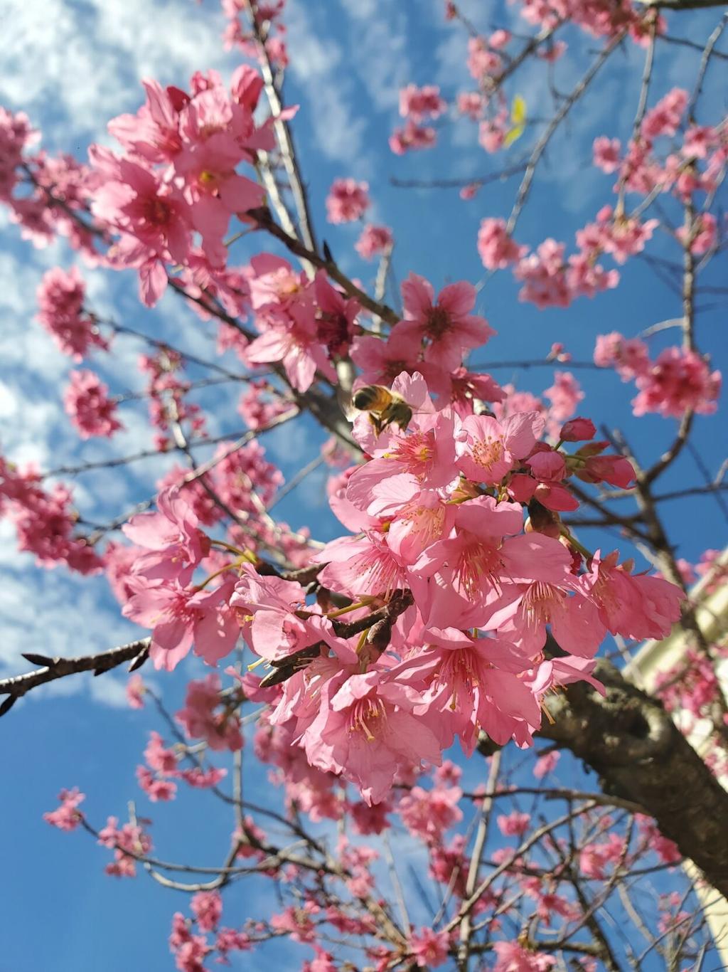 cherry tree blossoms