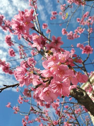cherry blossom photos