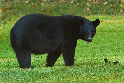Has Teddy's bear really recovered?: Saving the Southern Wild