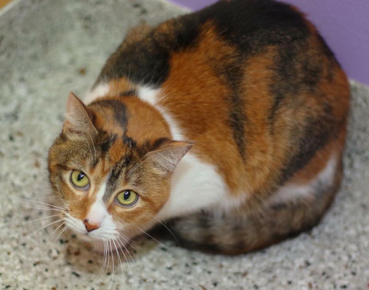 Baton Rouge Cats Available For Adoption On June 8 2017 Mid City