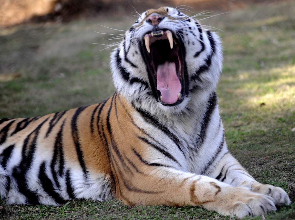 Letter: Ex-caretaker would like Mike to attend LSU Tiger football games; 'Mike VI's' stance: Don't judge me _lowres