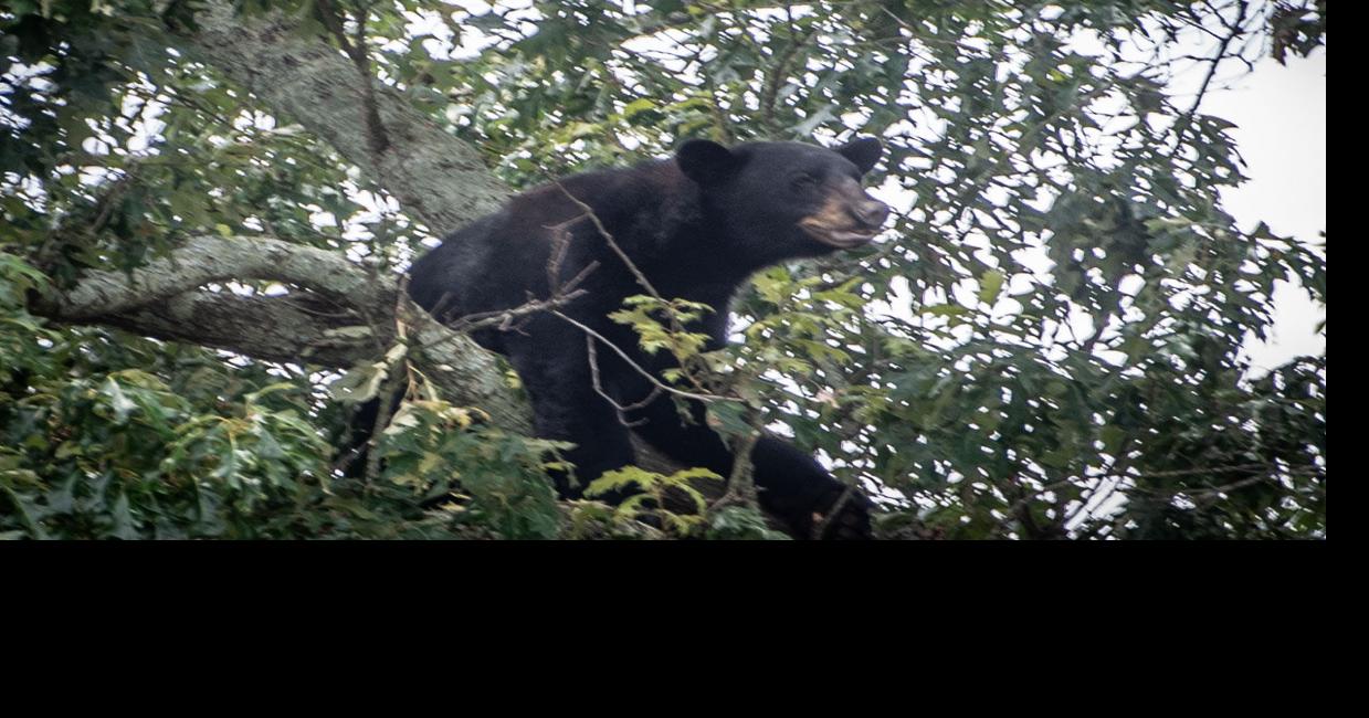 Berre, the Broadmoor Bear, taken to nature area by LDWF agents early Saturday