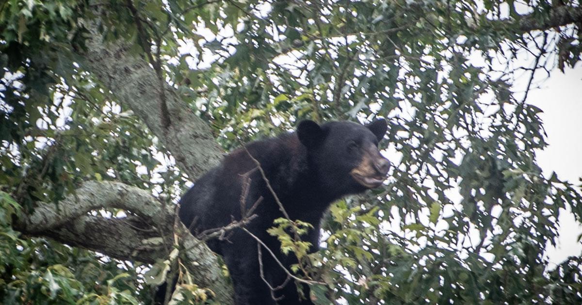 Berre, the Broadmoor Bear, taken to nature area by LDWF agents early Saturday Berre, the Broadmoor Bear, taken to nature area by LDWF agents early Saturday