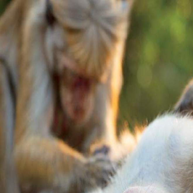 Review Disneynature Explores Monkey Kingdom Movies Tv