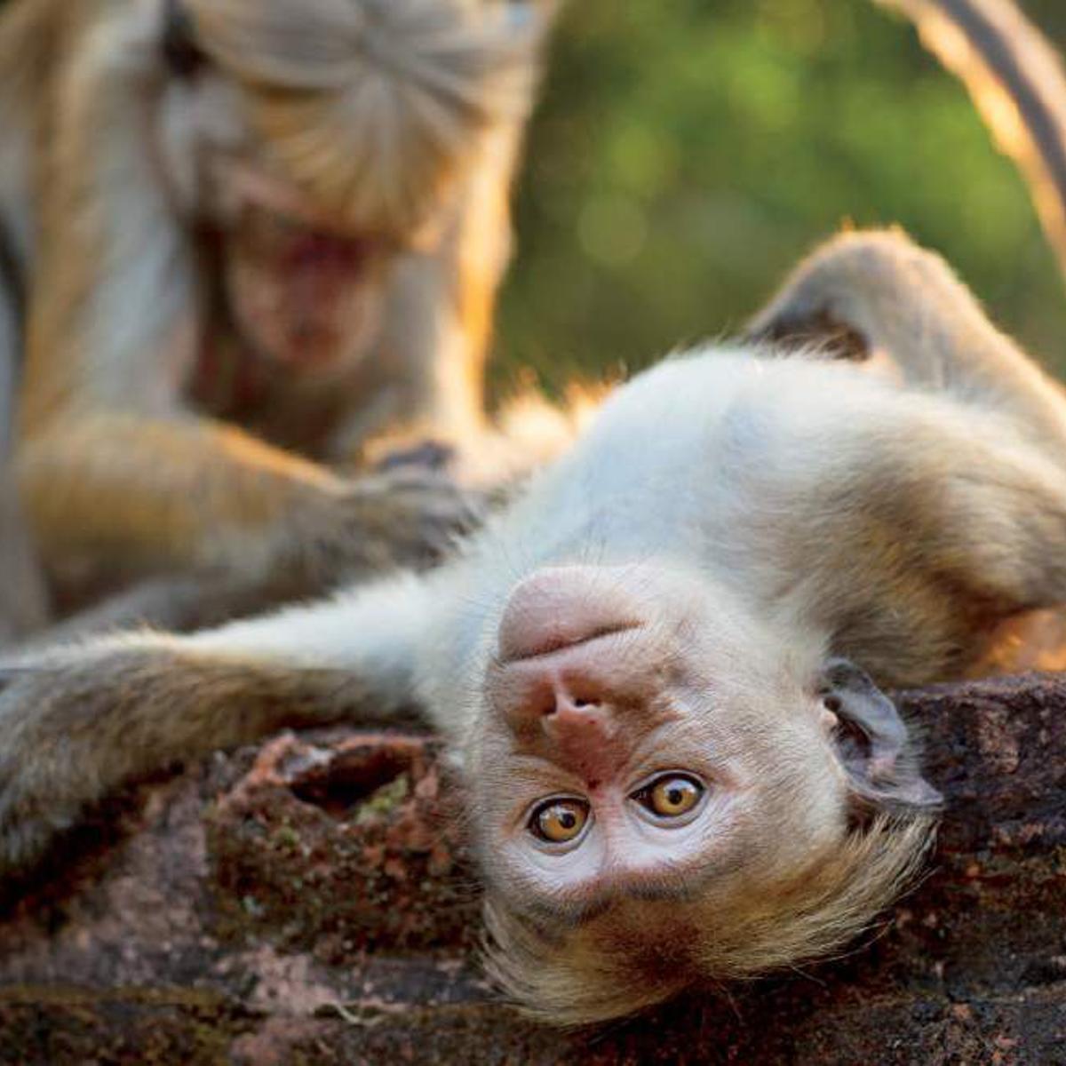 Review Disneynature Explores Monkey Kingdom Movies Tv
