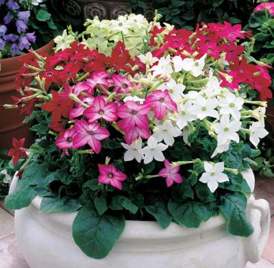 Lsu Agcenter Try These Plants For Cool Season Color In The Shade Home Garden Theadvocate Com