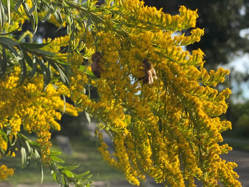 LSU Garden News: Ahchoo! If you’ve got fall allergies, blame it on ragweed | Home/Garden LSU Garden News: Ahchoo! If you’ve got fall allergies, blame it on ragweed | Home/Garden