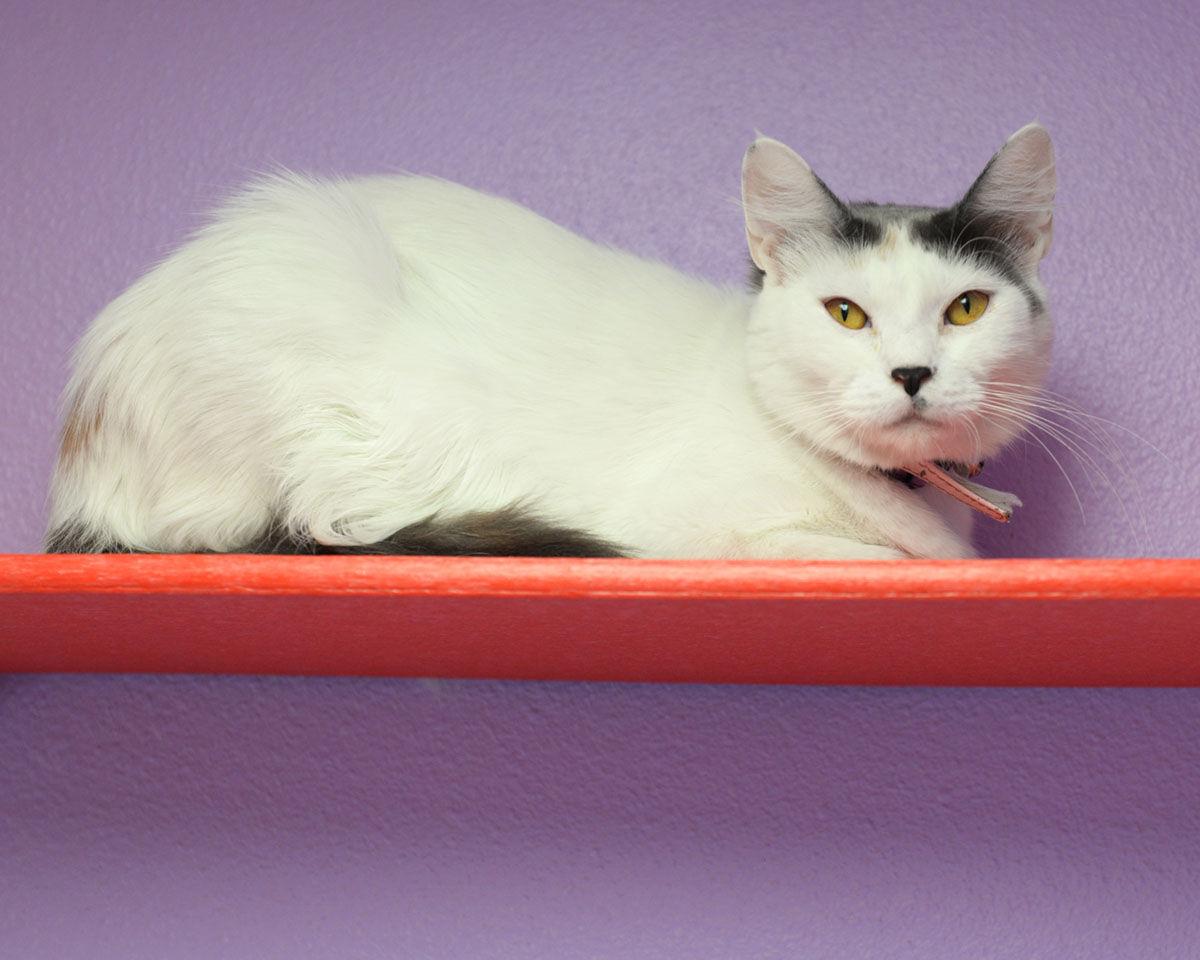 Cats Available Through Cat Haven Of Greater Baton Rouge On Sept