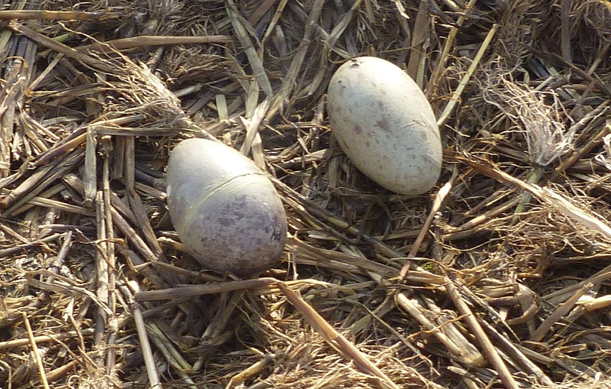 These 'eggs' are spying on whooping cranes in Louisiana to boost