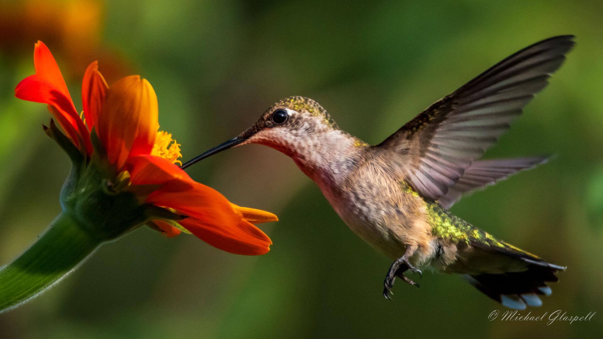 Hummingbird flutters onto new U.S. postcard stamps Feb. 7