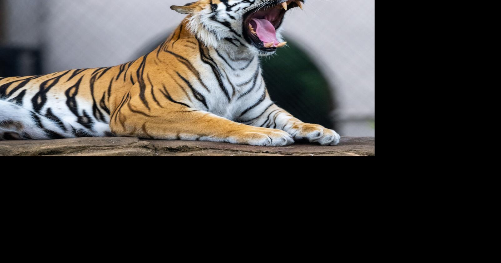 Music to movies, tai chi to Mike the Tiger: 12 free things to do in Baton Rouge this weekend