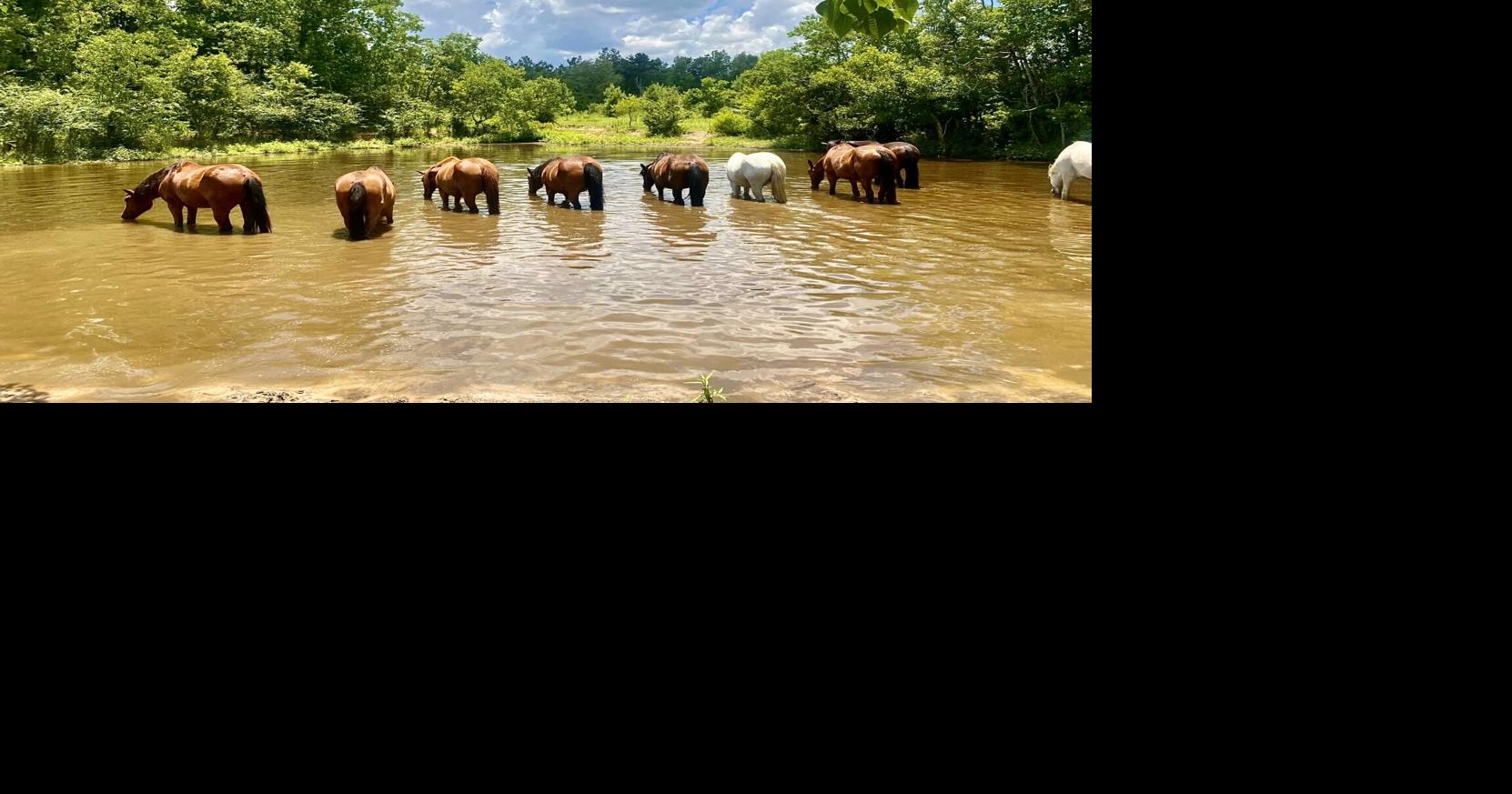 Louisiana's wild horses may have roamed Kisatchie Forest for centuries, but is this the end?