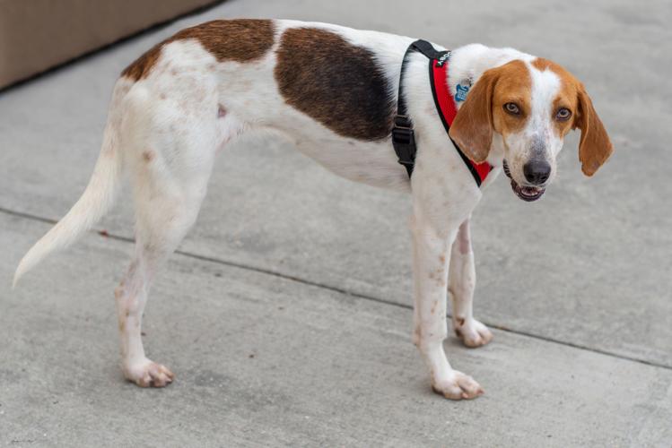 Second Chance Maggie.jpg