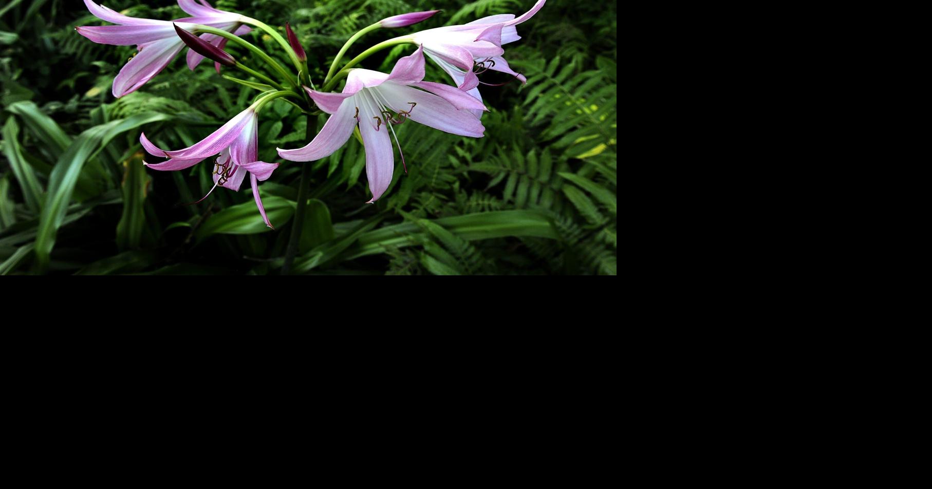 Summer bulbs thrive in New Orleans' climate. See which to plant for a lush garden.
