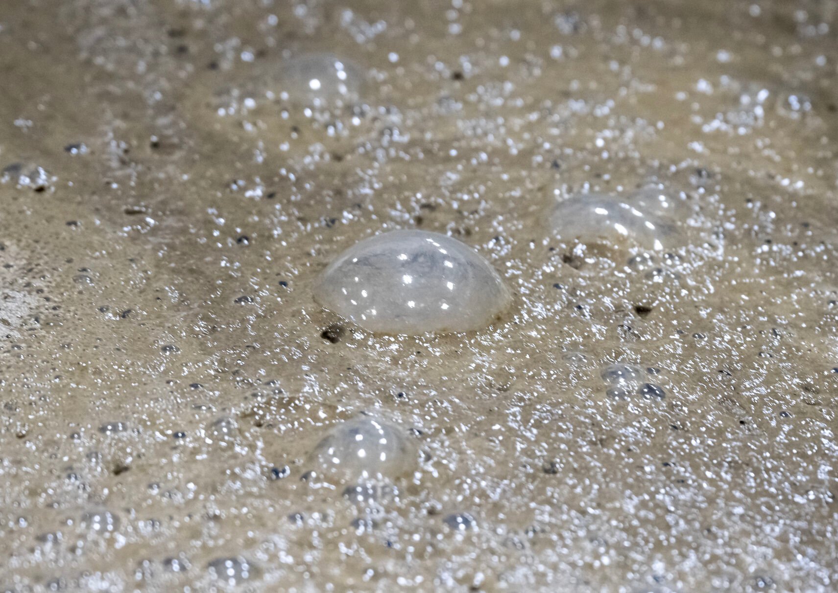 Familyowned distillery turns Louisiana sugar cane into rum Baton