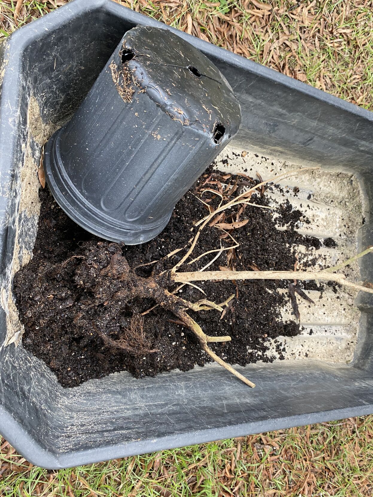 LSU Garden News How to reuse potting soil Entertainment/Life