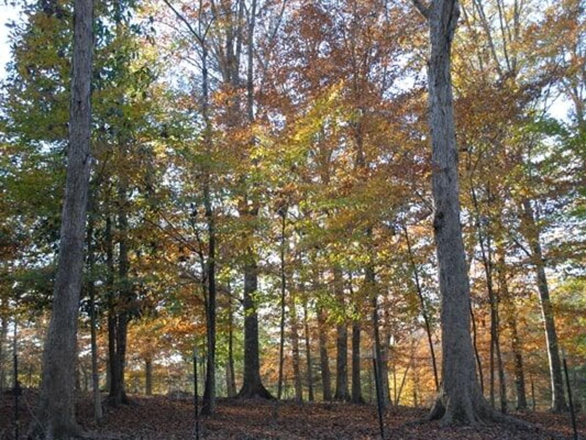 New 90m Sawmill Project In St Helena May Employ 95 Workers Business Theadvocate Com Cypress Sawmill Festival 2022