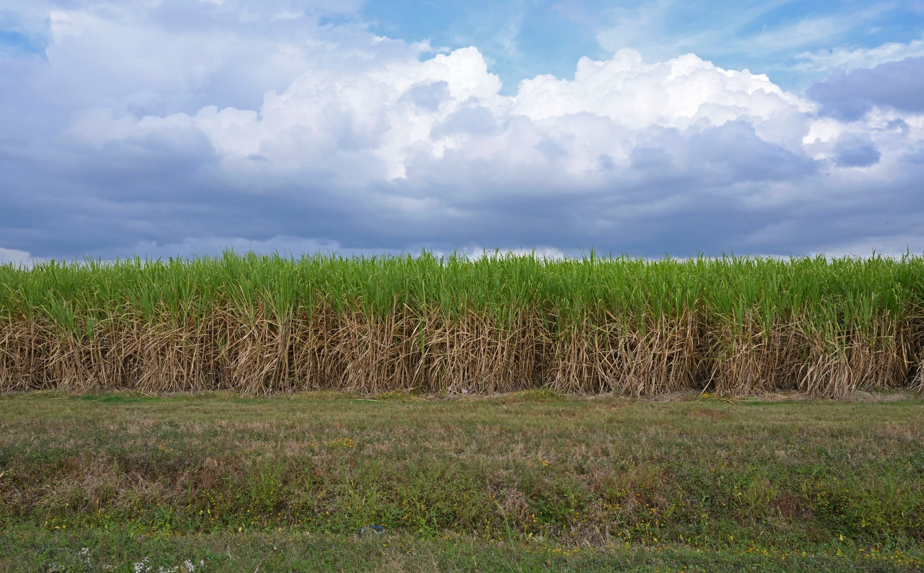 How and why sugarcane is used in skincare products | Baton Rouge