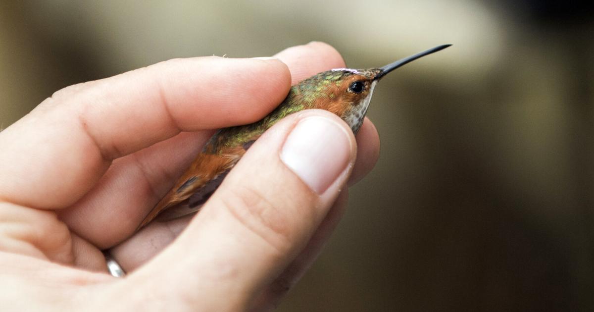 Hummingbird Catch Photos: Here's a look at catching, banding hummingbirds in Lafayette ...