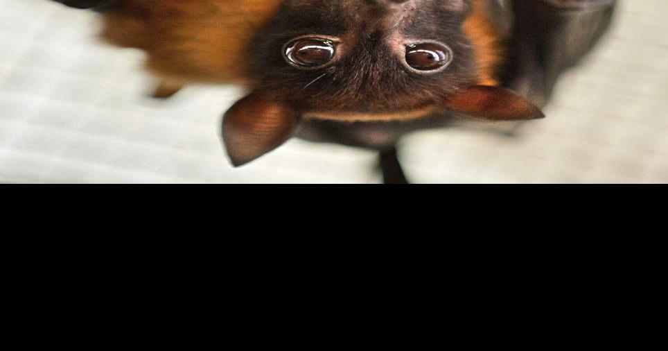 Baton Rouge zookeepers tell all Giraffes are shy, bats are loveable