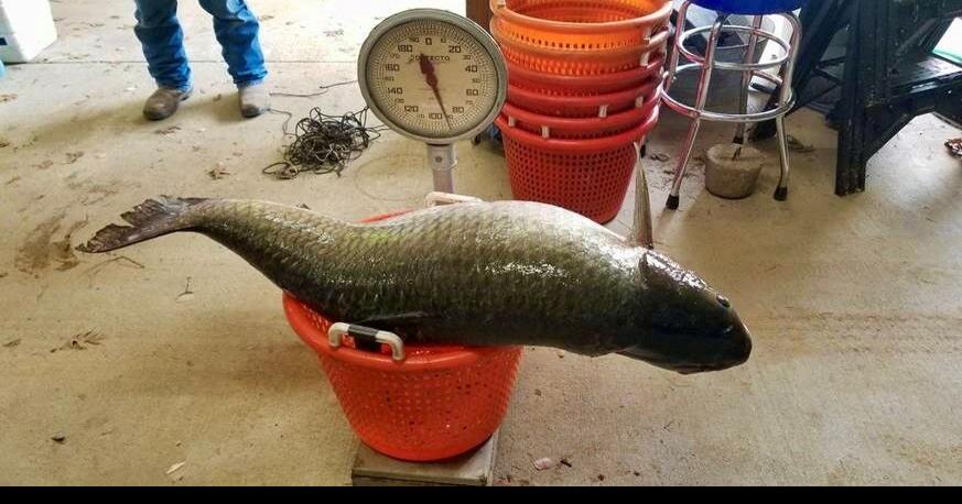 Wildlife agents catch record-breaking size carp fish