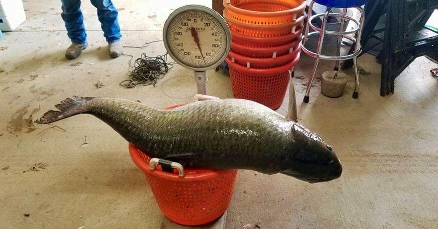 Wildlife agents catch record-breaking size carp fish