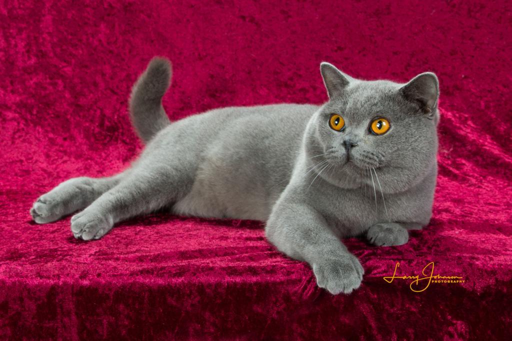 Cats Travaganza Greater Baton Rouge Cat Club Gears Up For 45th