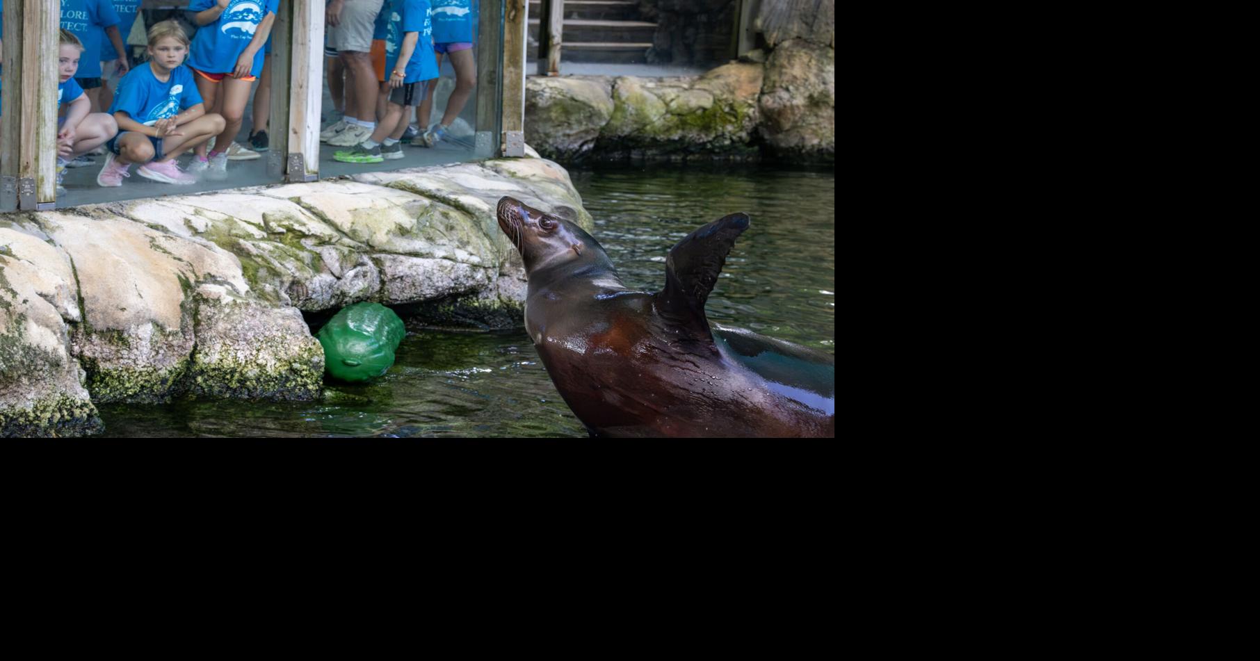 NO.sealion.adv.1962.JPG