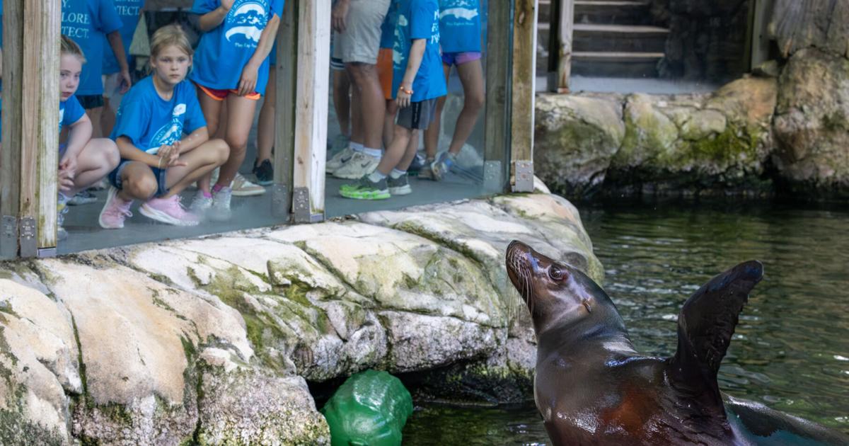 NO.sealion.adv.1962.JPG