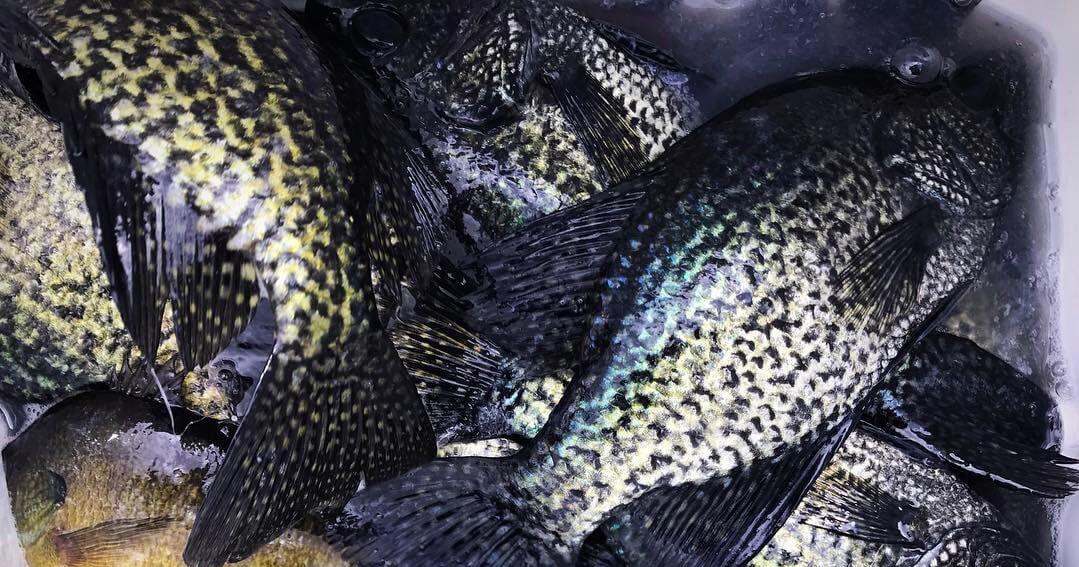 Louisiana man cited after catching 102 of these popular fish, agents say
