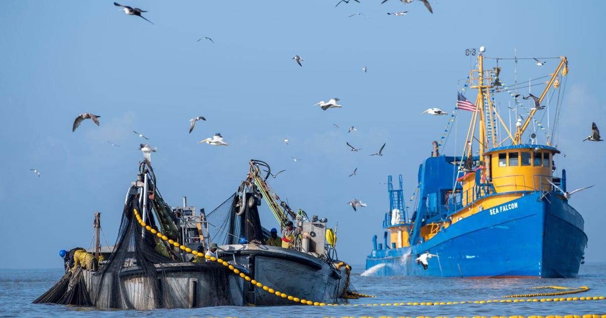 Menhaden ship captain cited for violating new fishing restrictions on Louisiana coast