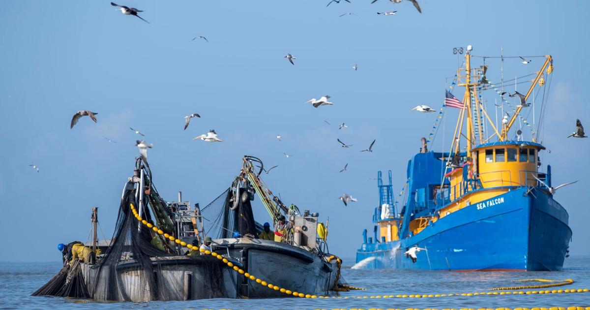 Menhaden ship captain cited for violating new fishing restrictions on Louisiana coast Menhaden ship captain cited for violating new fishing restrictions on Louisiana coast