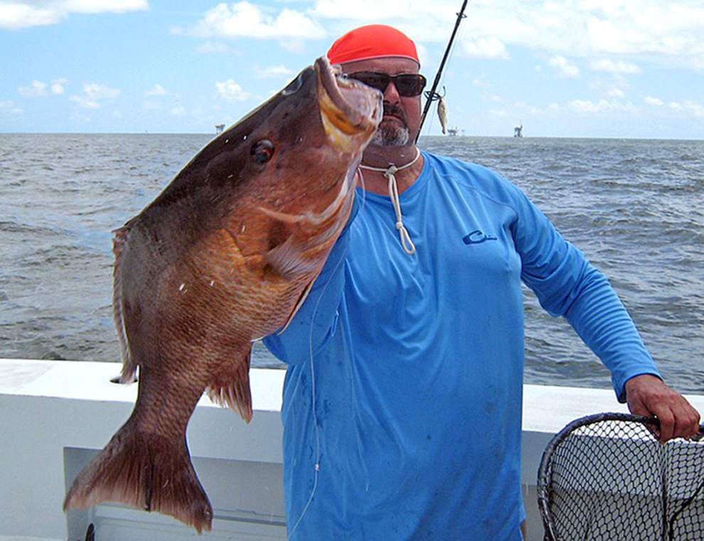 mangrove snapper