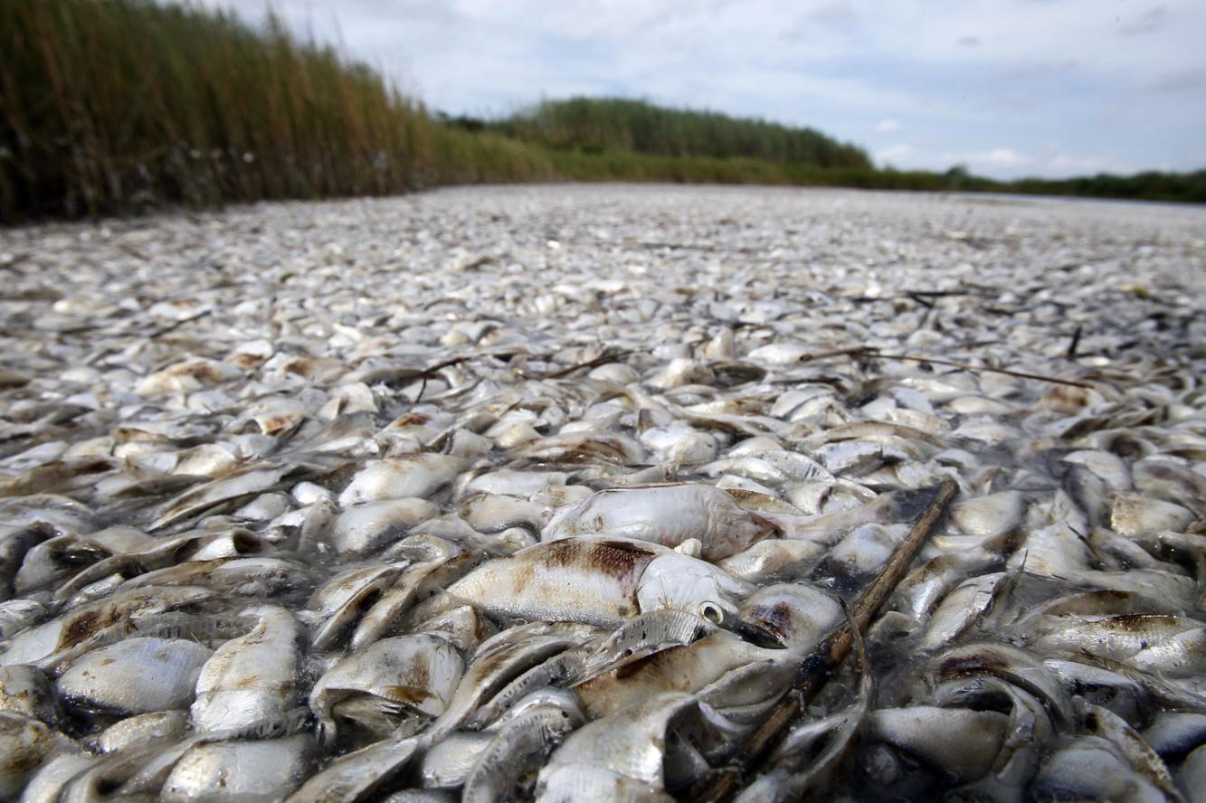 Audit Gulf oil spill money for Louisiana fish testing misspent, used