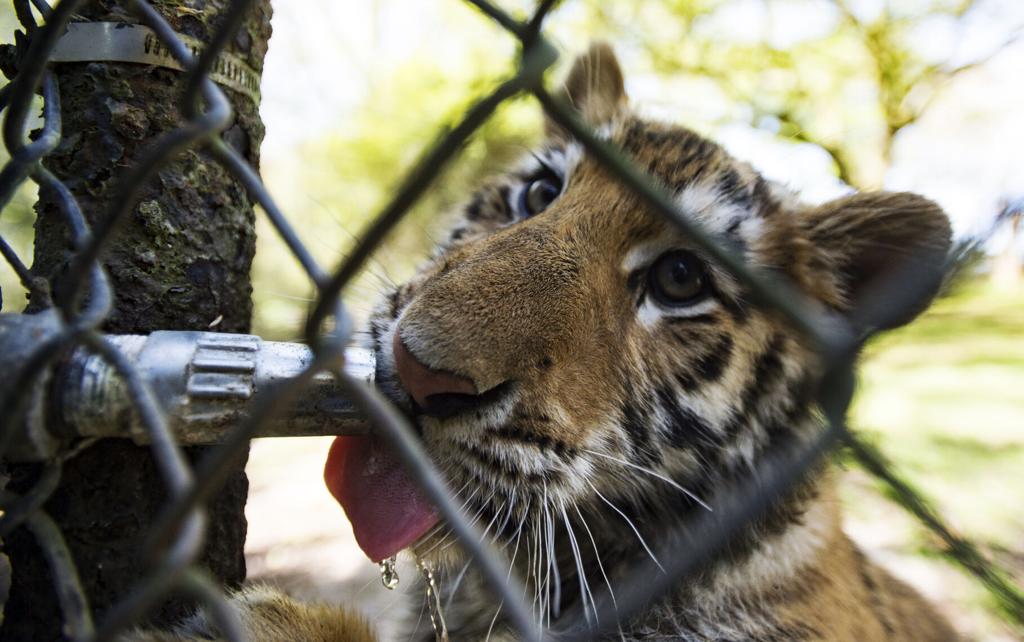 Have you met Michael and Mitchell, Zoosiana's new tiger cubs?, Entertainment/Life