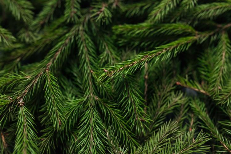 Caring for your Christmas greenery Tips to keep trees, garland and