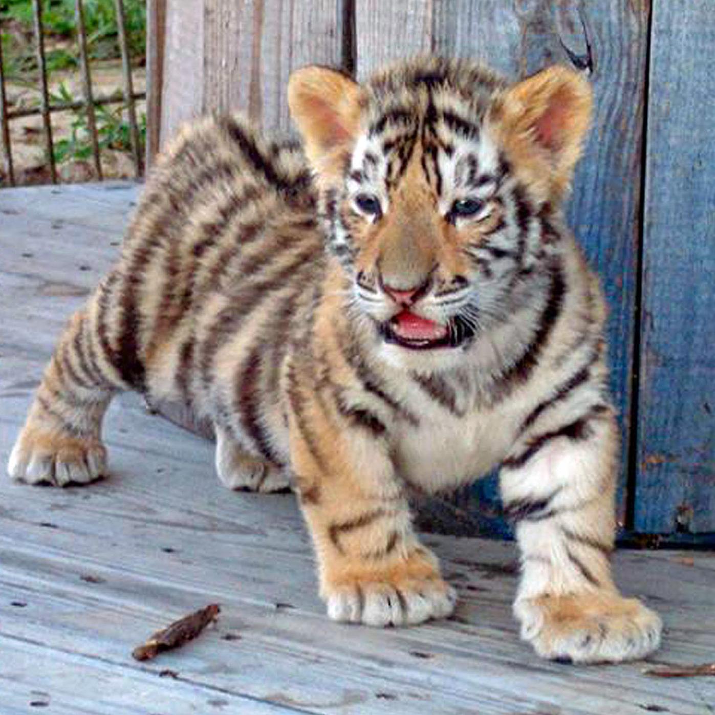 Before he became LSU's Mike VI, 'Roscoe' was lovable tiger cub who  sometimes watched TV | News | theadvocate.com, image size:1397x1397