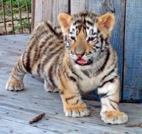 Before He Became Lsu S Mike Vi Roscoe Was Lovable Tiger Cub Who